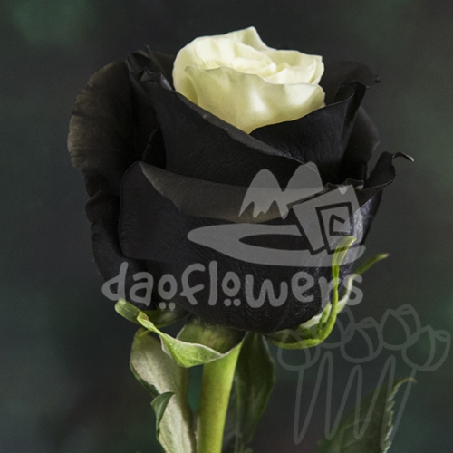 PX 01 Black PNT