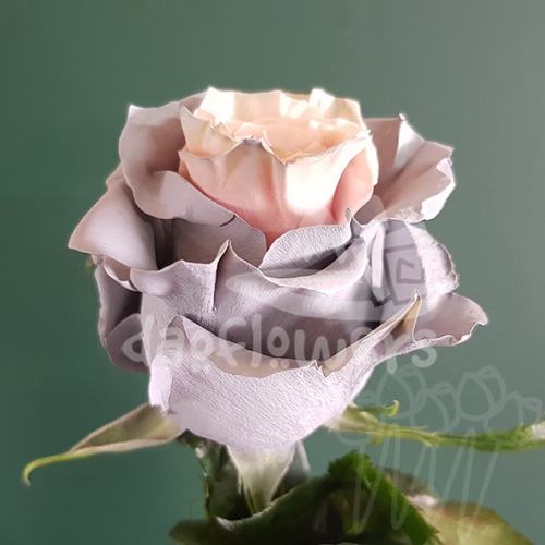 AS 39 Pink Moon PNT