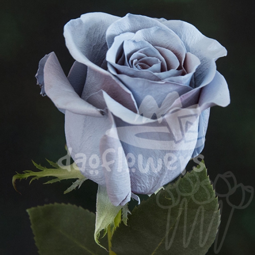 Sky Blue PNT