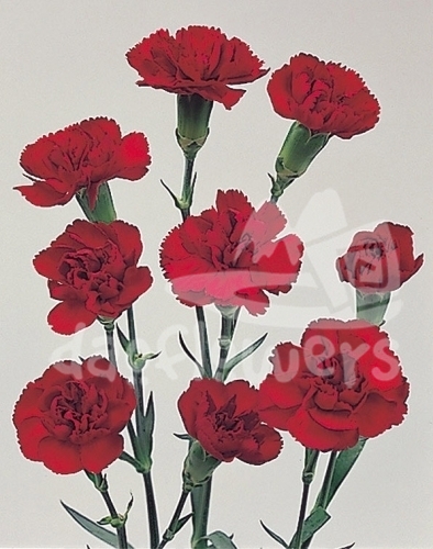 royal red kortina*