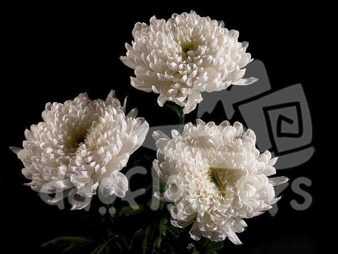 zembla white STANDART