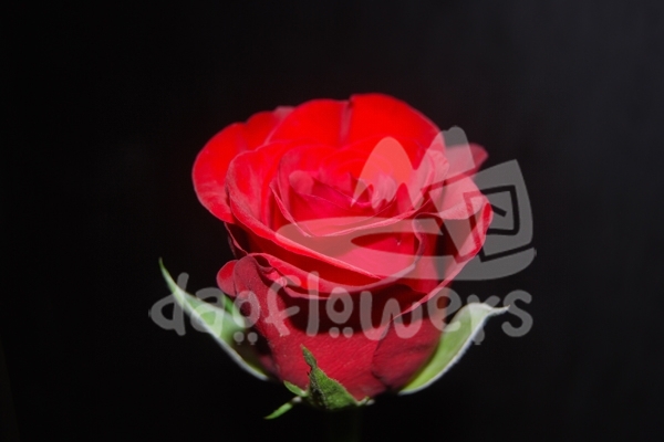red ribbon