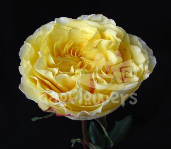 campanella yellow